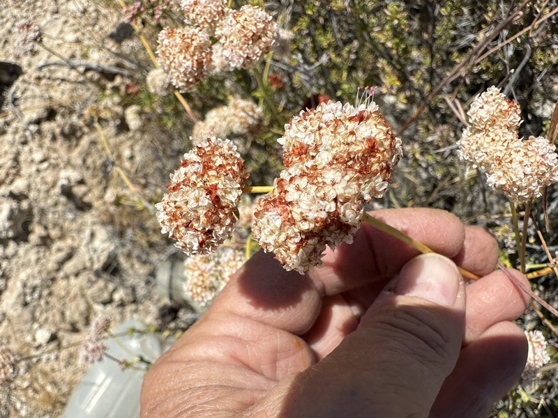 Eriogonum fasciculatum var. flavoviride photo 8