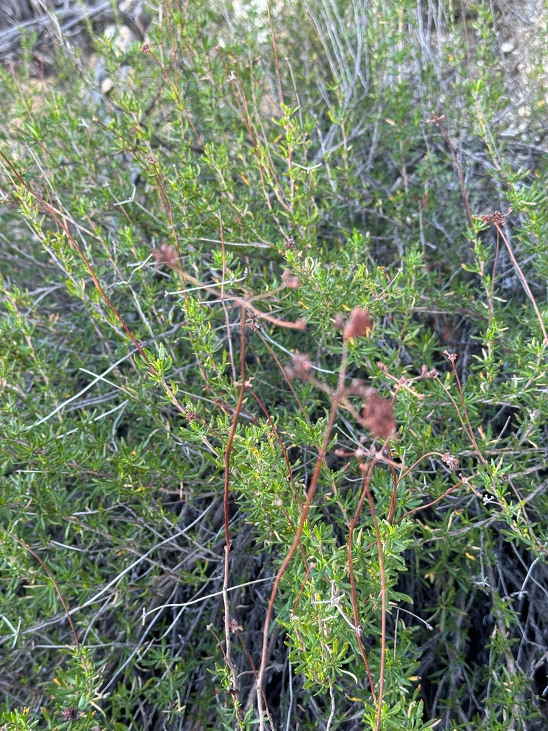 Eriogonum fasciculatum var. foliolosum