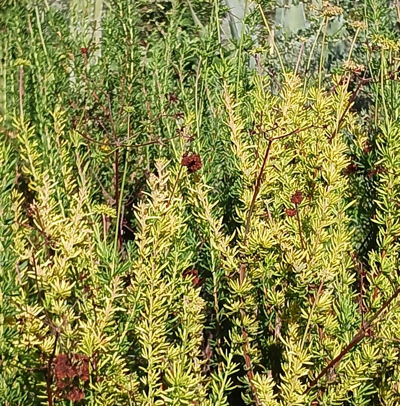 Eriogonum fasciculatum var. foliolosum photo 2