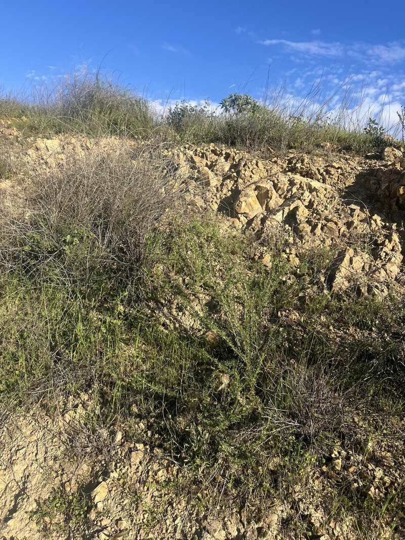Eriogonum fasciculatum var. foliolosum photo 3