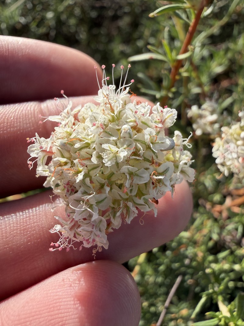 Eriogonum fasciculatum var. foliolosum photo 4