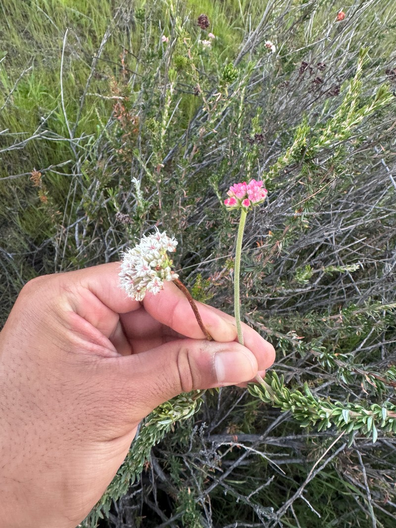 Eriogonum fasciculatum var. foliolosum photo 5