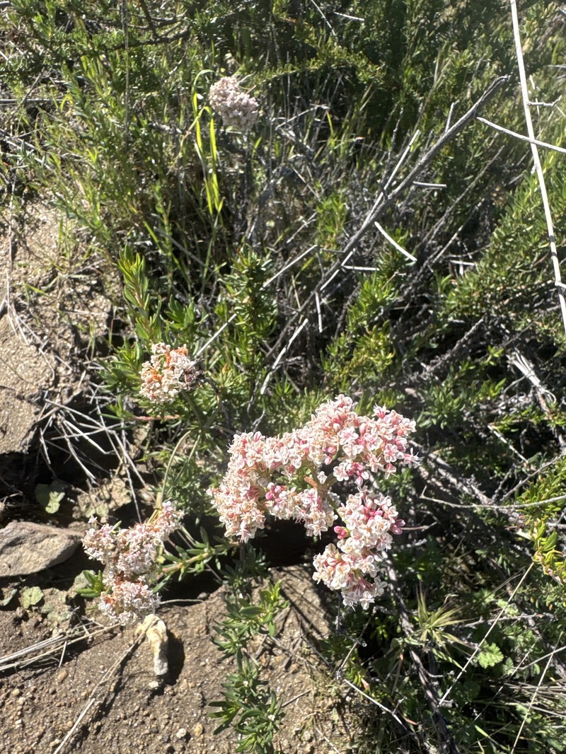 Eriogonum fasciculatum var. foliolosum photo 6