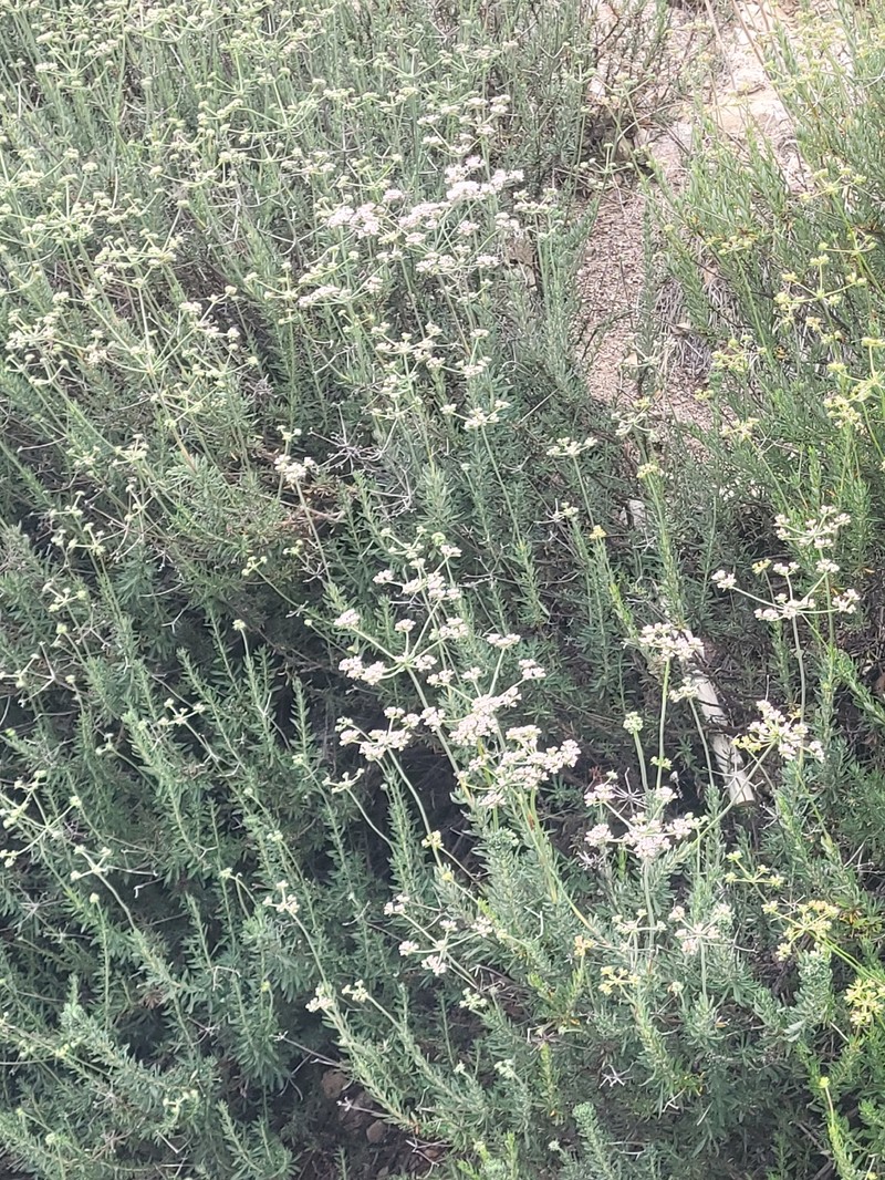 Eriogonum fasciculatum var. foliolosum photo 7