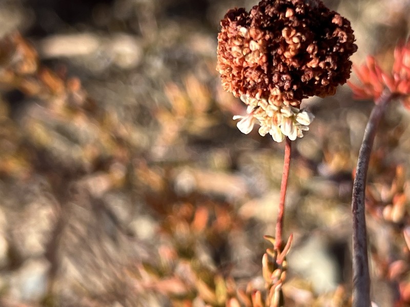 Eriogonum fasciculatum var. foliolosum photo 8