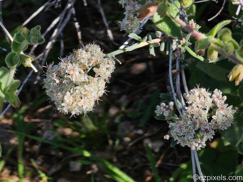 Eriogonum fasciculatum var. polifolium