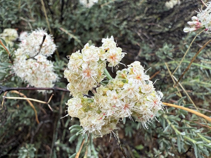 Eriogonum fasciculatum var. polifolium photo 2