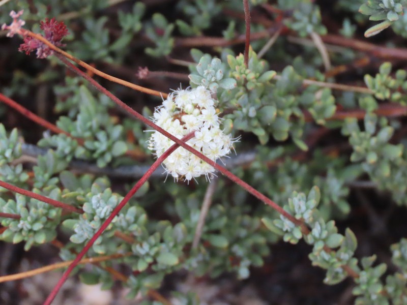 Eriogonum fasciculatum var. polifolium photo 3
