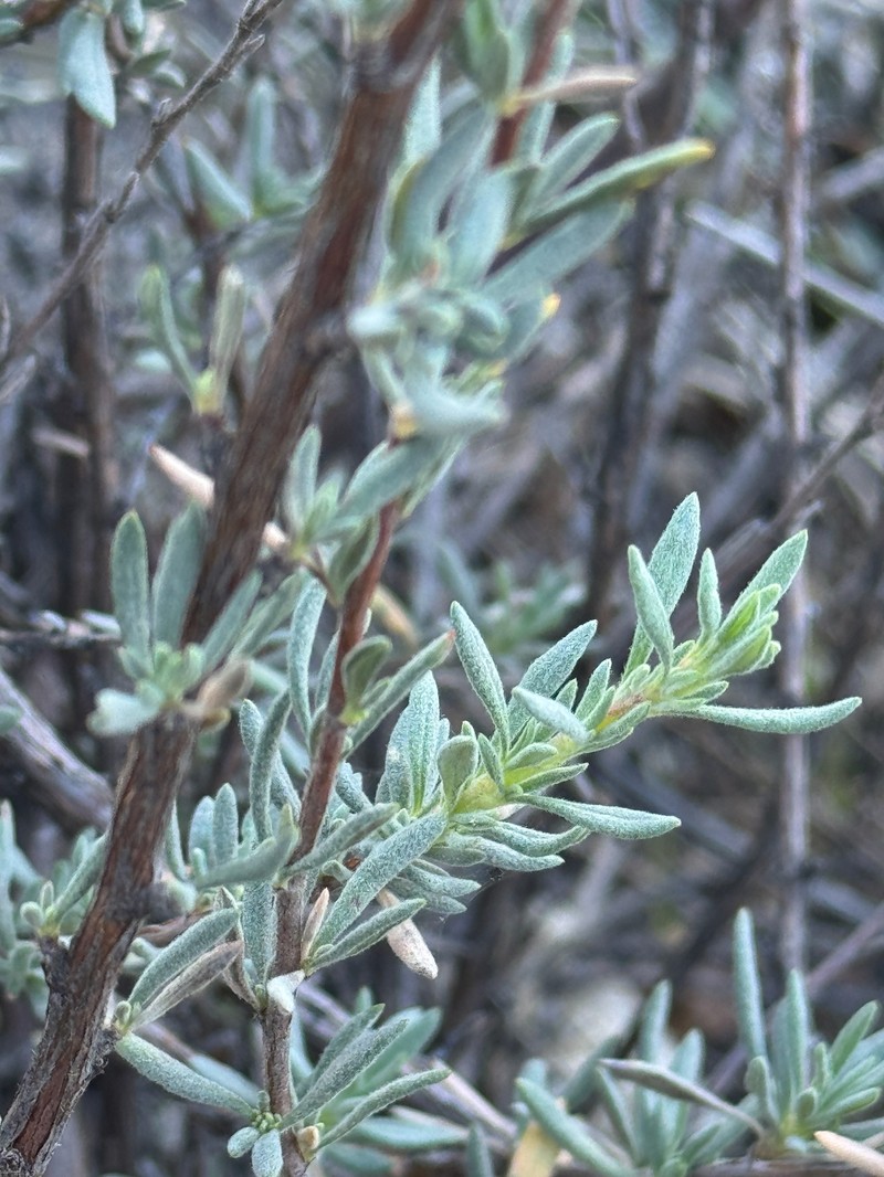 Eriogonum fasciculatum var. polifolium photo 4