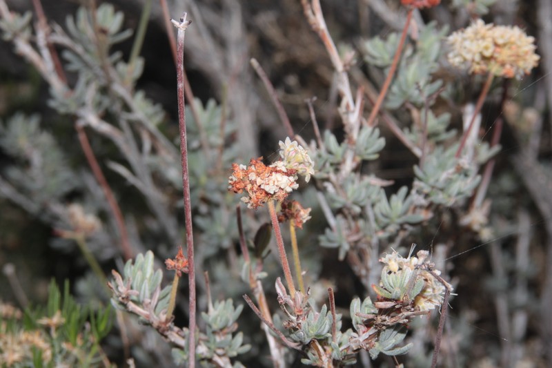 Eriogonum fasciculatum var. polifolium photo 5