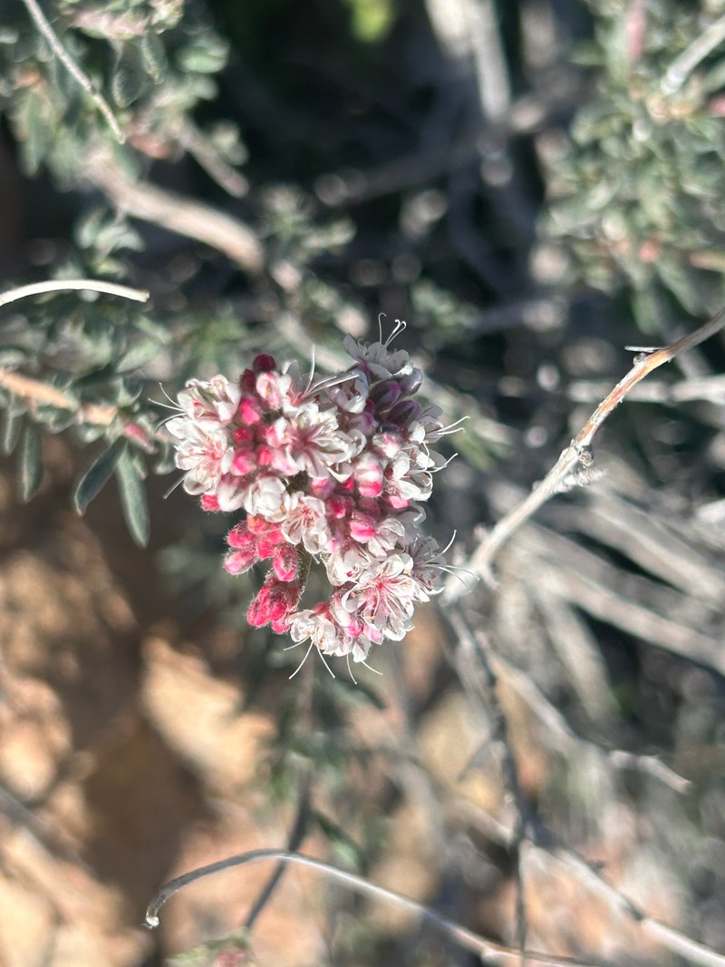 Eriogonum fasciculatum var. polifolium photo 6