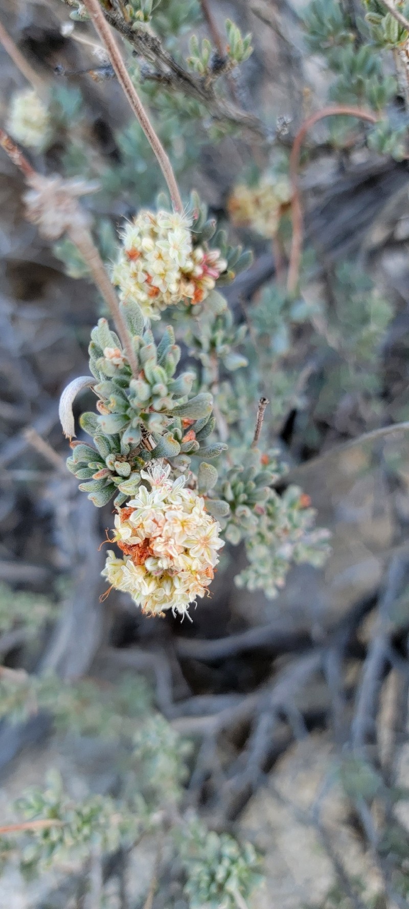 Eriogonum fasciculatum var. polifolium photo 7