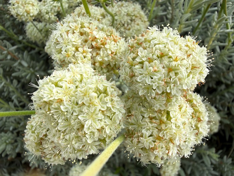 Eriogonum fasciculatum var. polifolium photo 8