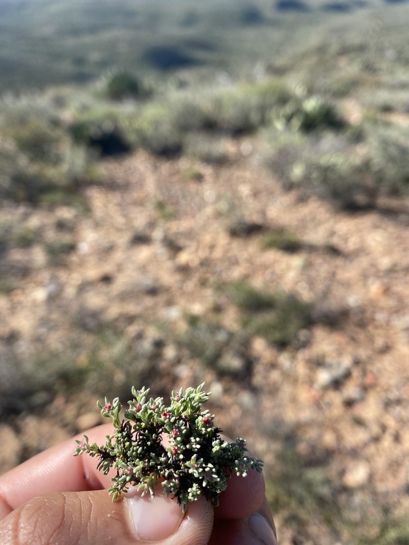Eriogonum fastigiatum
