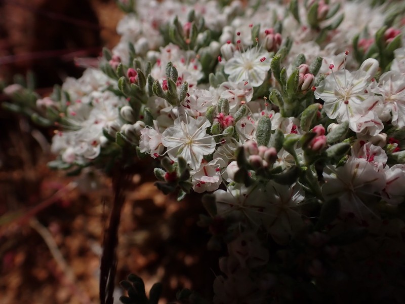 Eriogonum fastigiatum photo 2