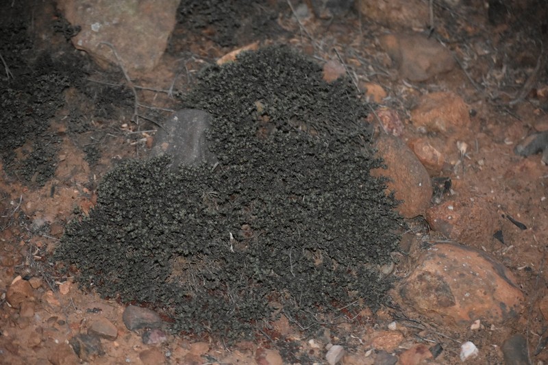 Eriogonum fastigiatum photo 3