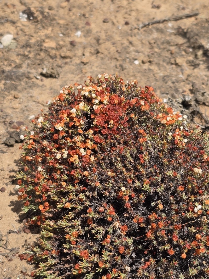 Eriogonum fastigiatum photo 4