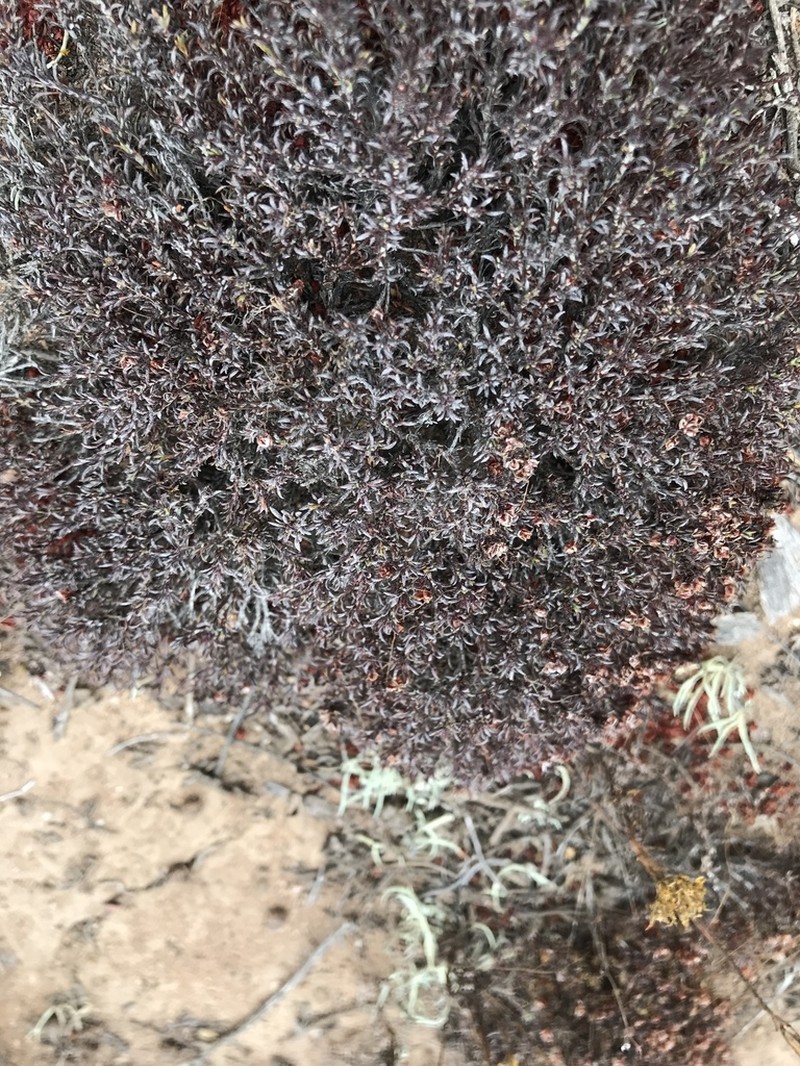 Eriogonum fastigiatum photo 5