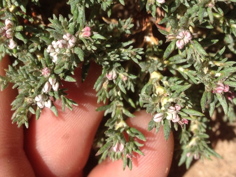Eriogonum fastigiatum photo 6