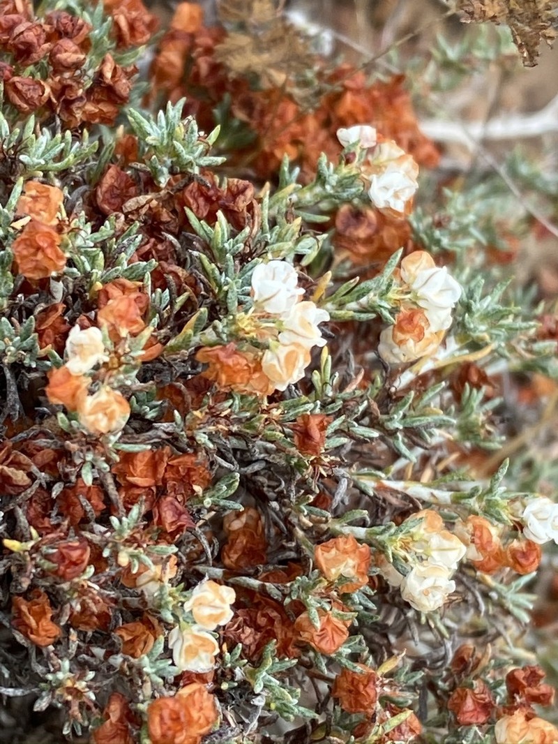 Eriogonum fastigiatum photo 7