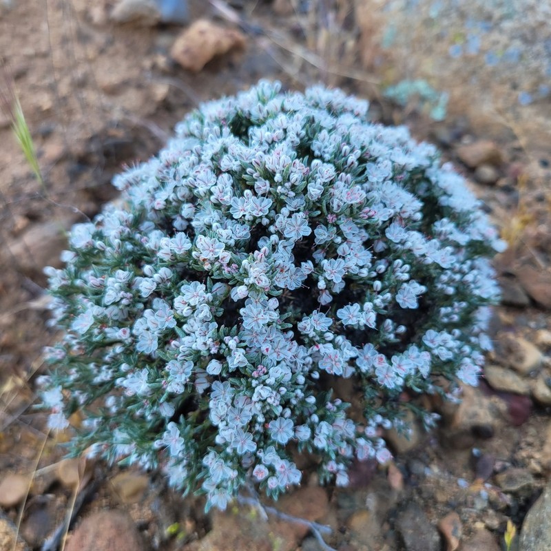 Eriogonum fastigiatum photo 8