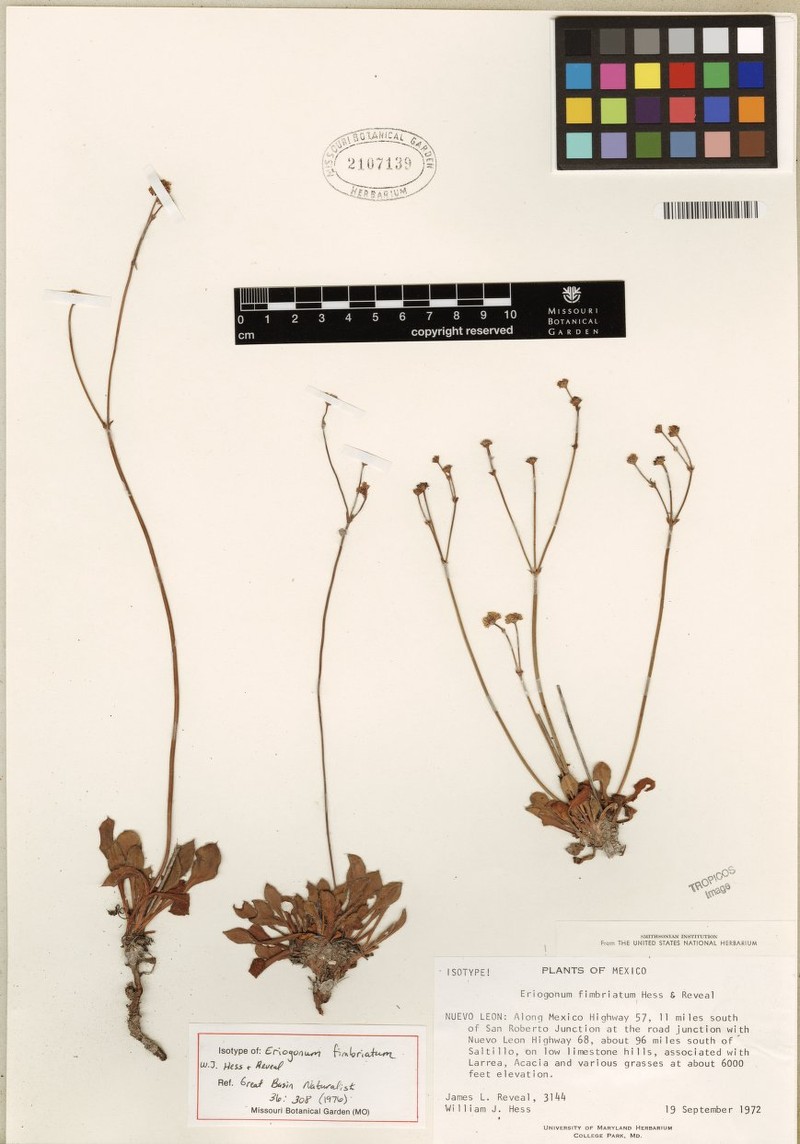 Eriogonum fimbriatum