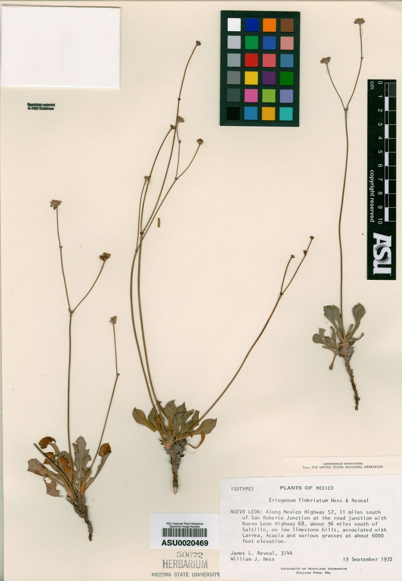 Eriogonum fimbriatum photo 2