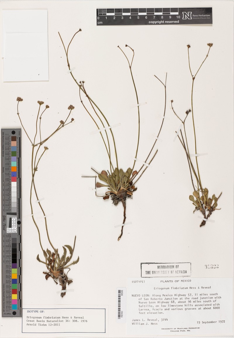 Eriogonum fimbriatum photo 3