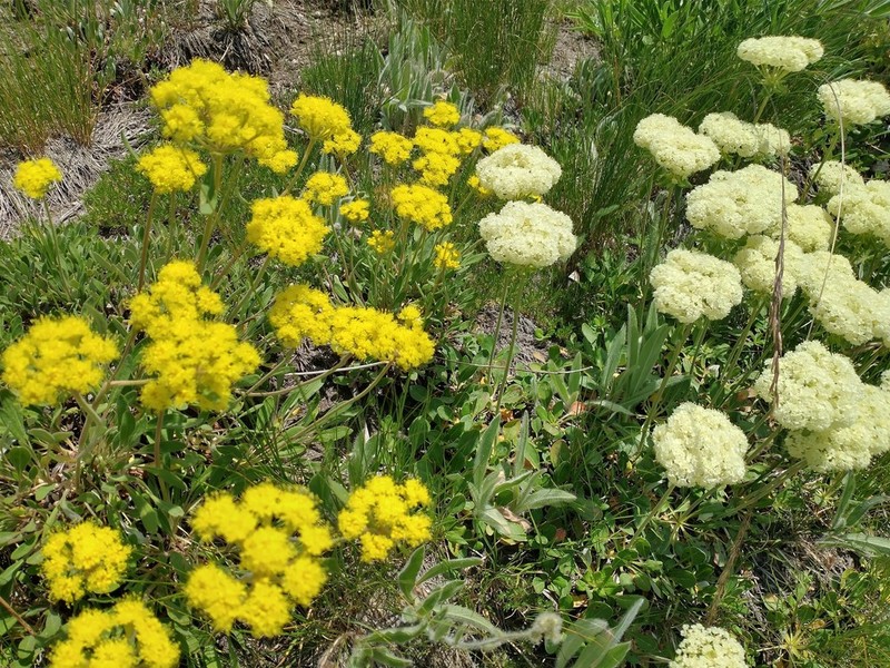 Alpine Golden Buckwheat