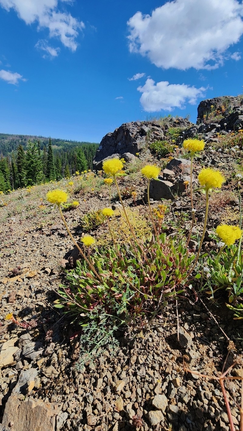 Alpine Golden Buckwheat photo 2