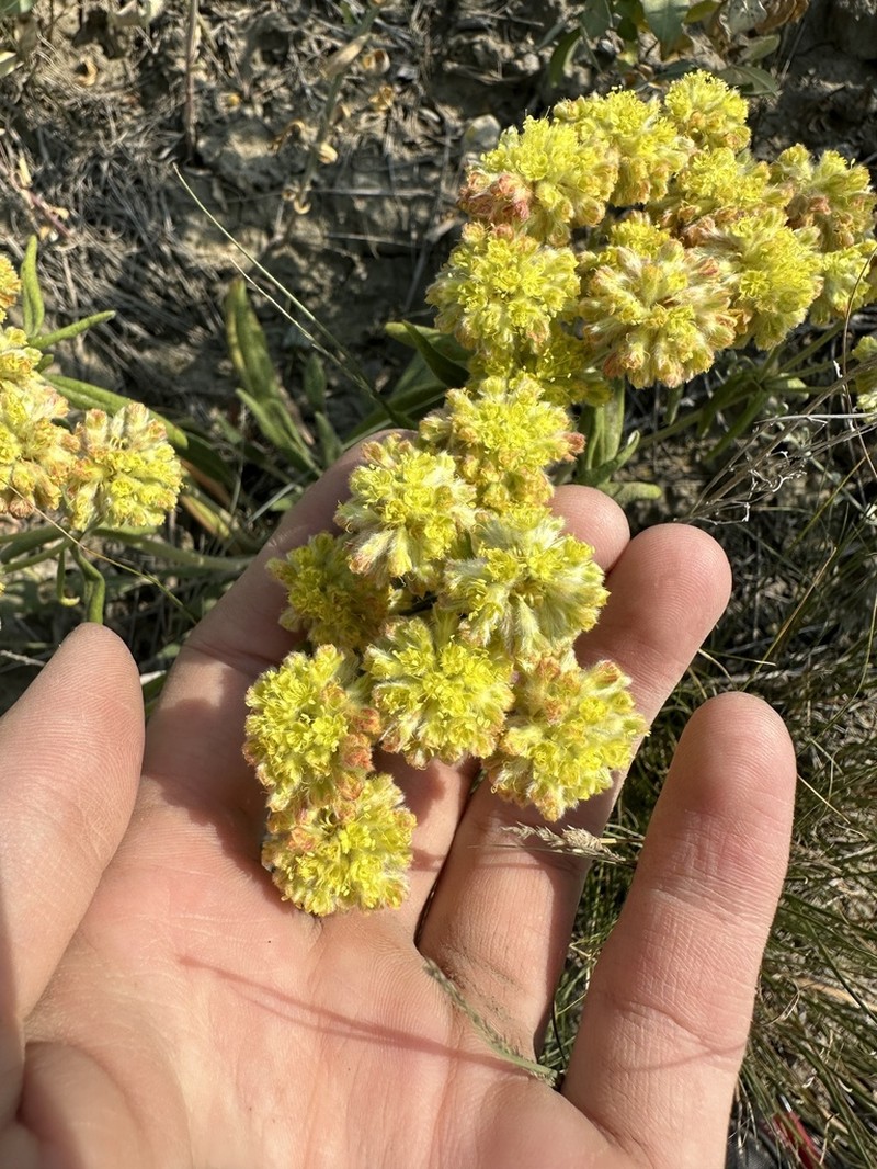 Alpine Golden Buckwheat photo 3