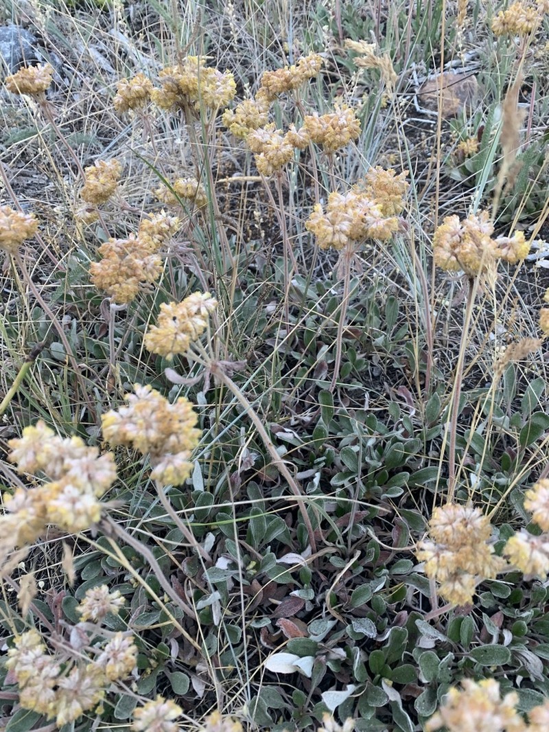 Alpine Golden Buckwheat photo 4