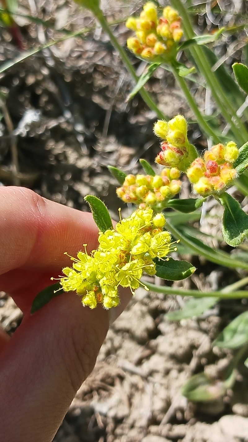 Alpine Golden Buckwheat photo 5