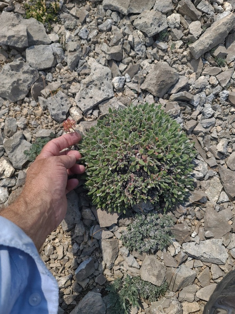 Alpine Golden Buckwheat photo 6