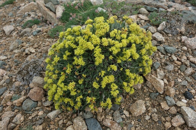 Alpine Golden Buckwheat photo 7