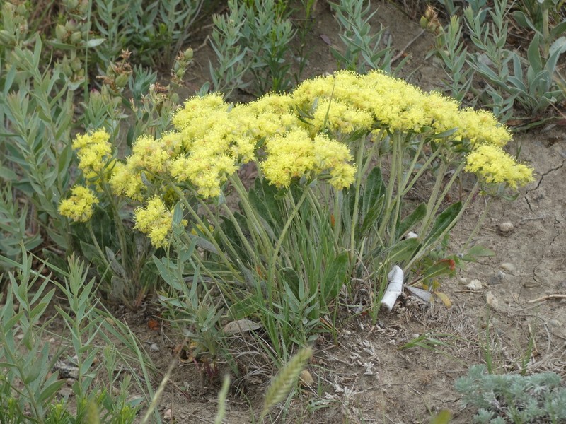 Alpine Golden Buckwheat photo 8