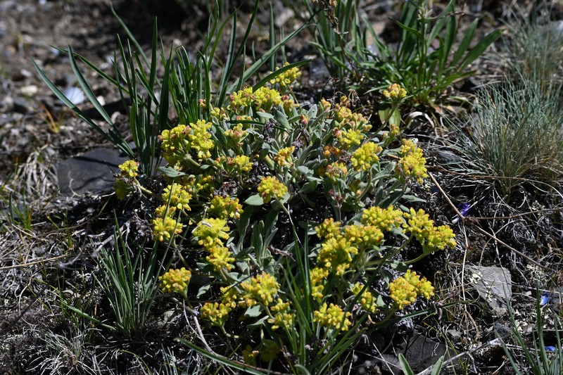 Eriogonum flavum var. aquilinum