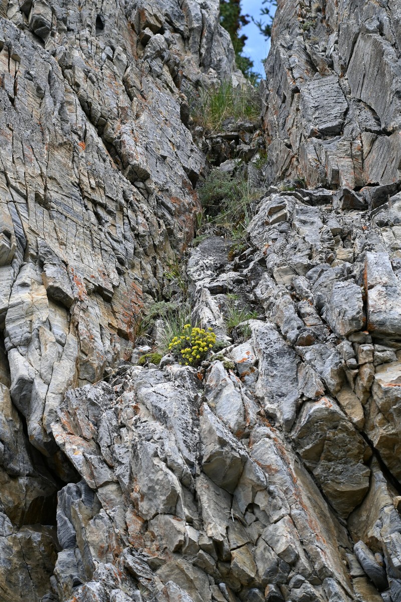 Eriogonum flavum var. aquilinum photo 2