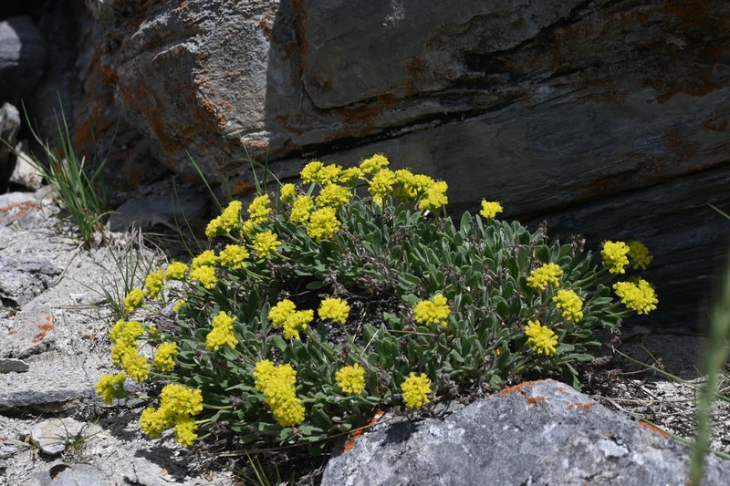 Eriogonum flavum var. aquilinum photo 3