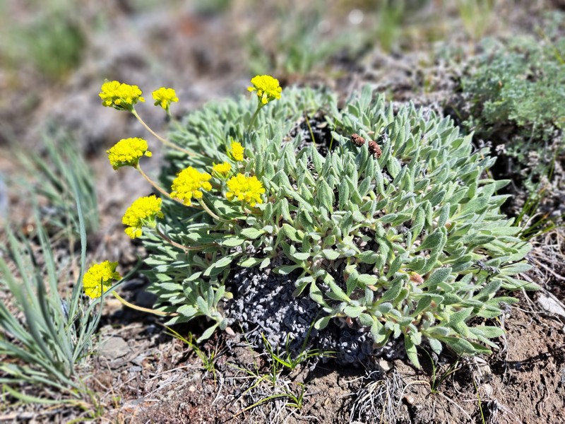 Eriogonum flavum var. aquilinum photo 4