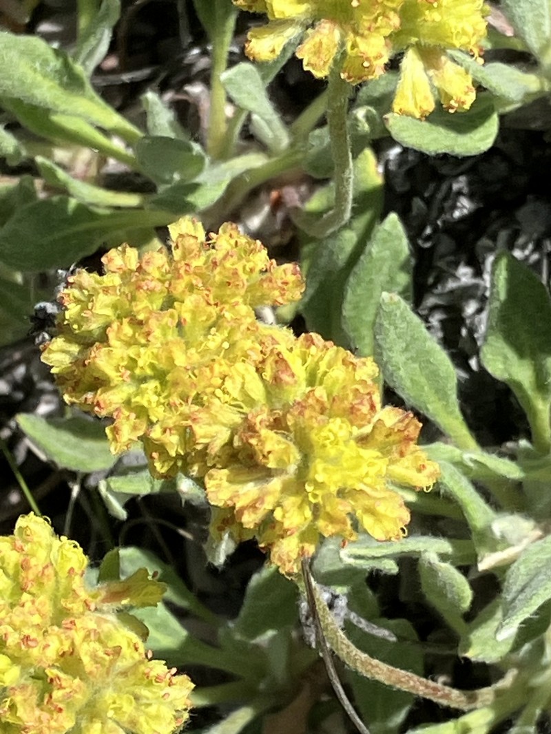 Eriogonum flavum var. aquilinum photo 5