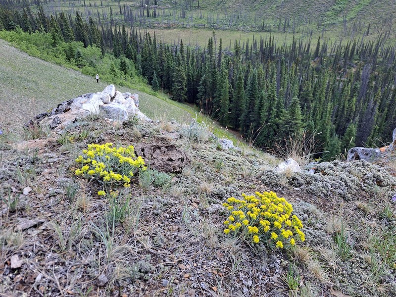 Eriogonum flavum var. aquilinum photo 6