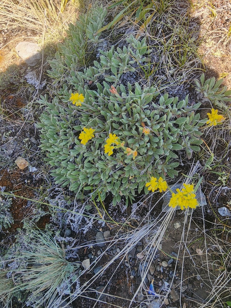 Eriogonum flavum var. aquilinum photo 7