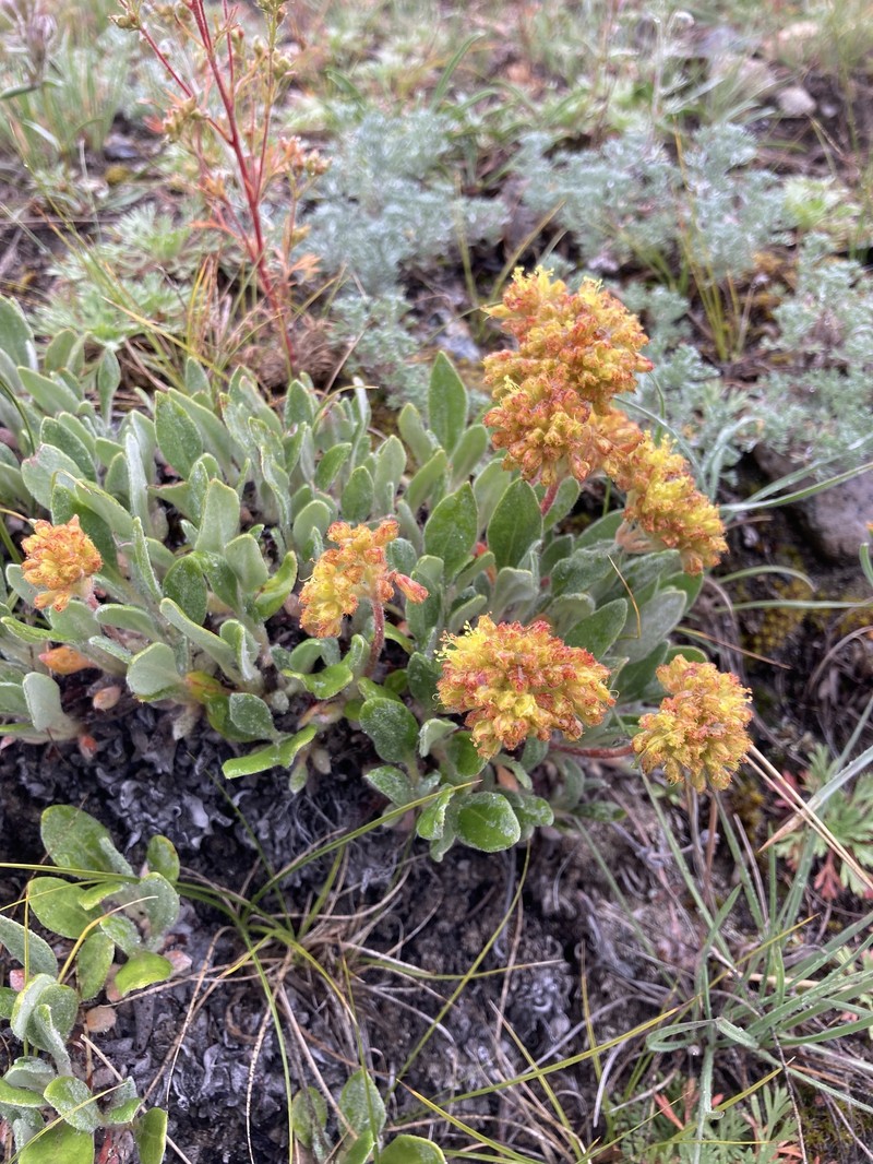 Eriogonum flavum var. aquilinum photo 8