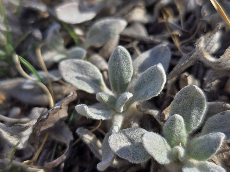 Eriogonum flavum var. flavum