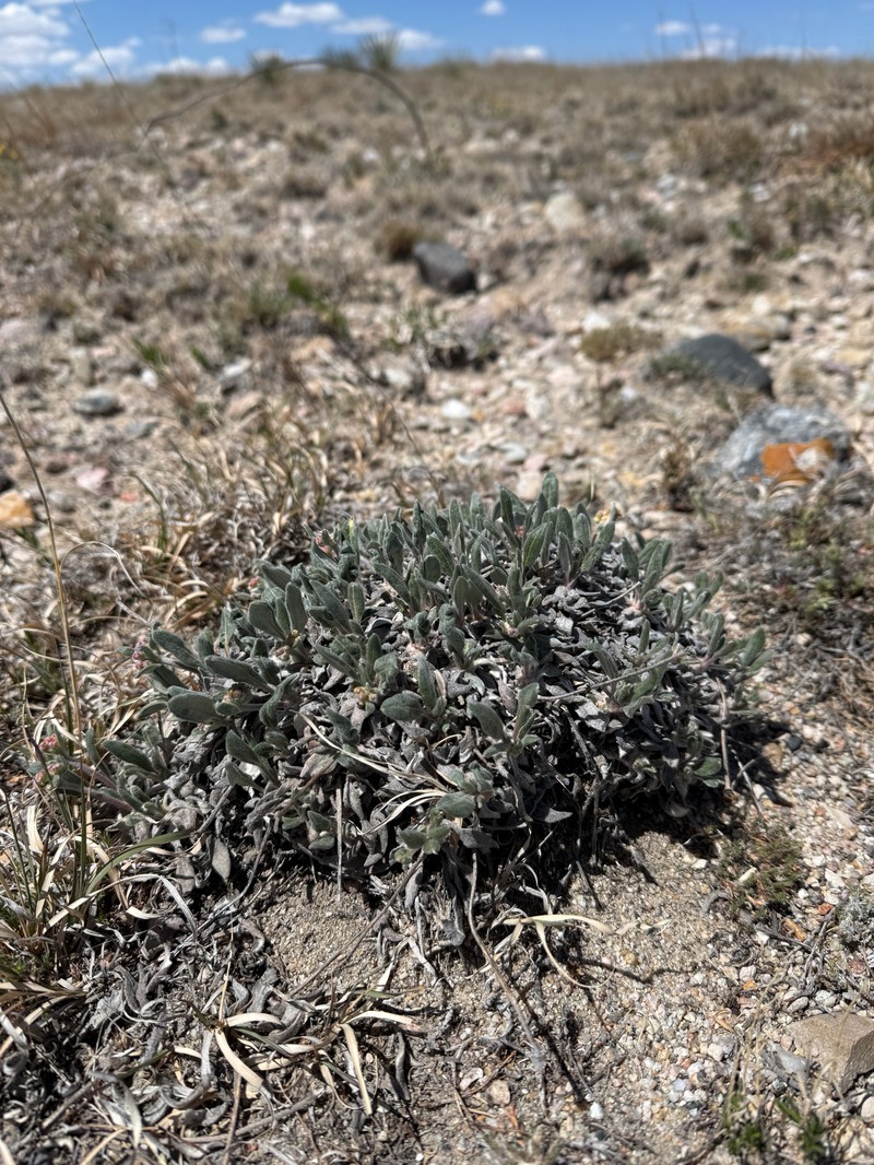 Eriogonum flavum var. flavum photo 2