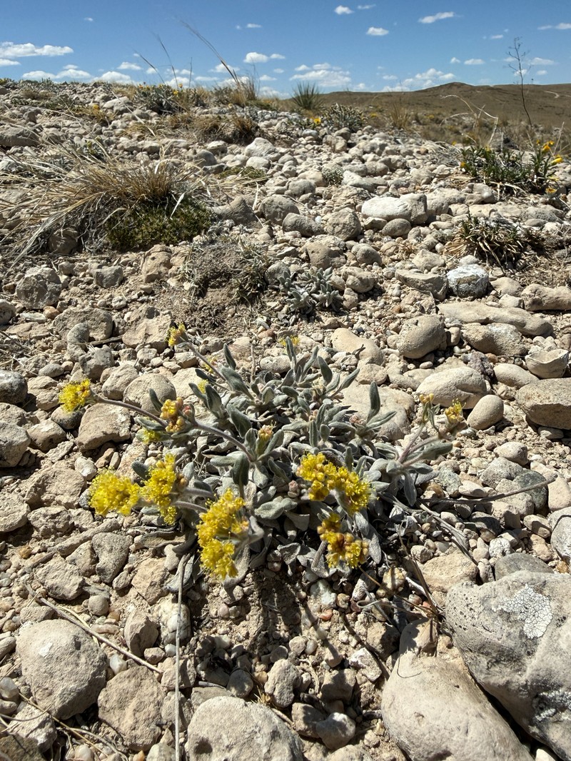 Eriogonum flavum var. flavum photo 3