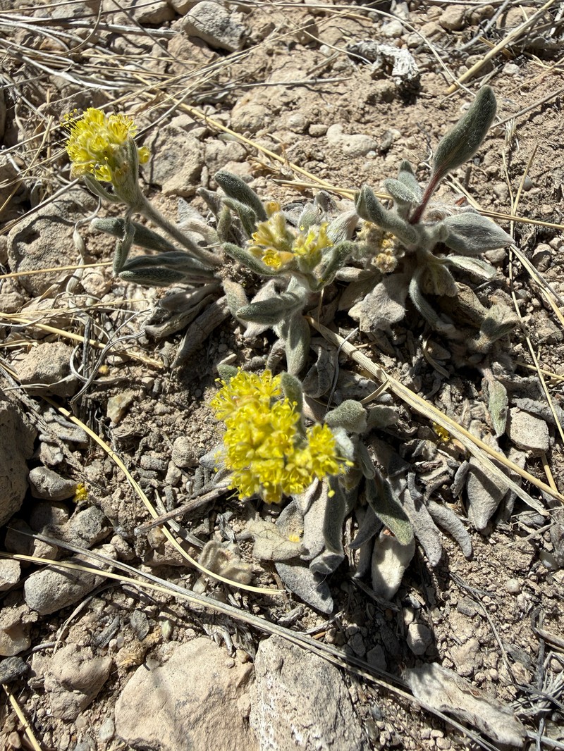 Eriogonum flavum var. flavum photo 4