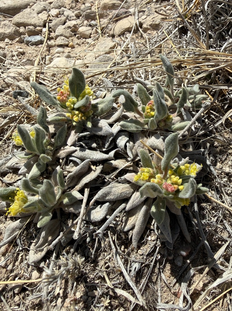 Eriogonum flavum var. flavum photo 5
