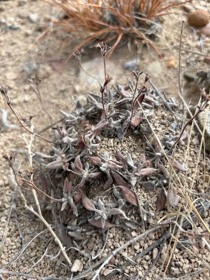 Eriogonum flavum var. flavum photo 6